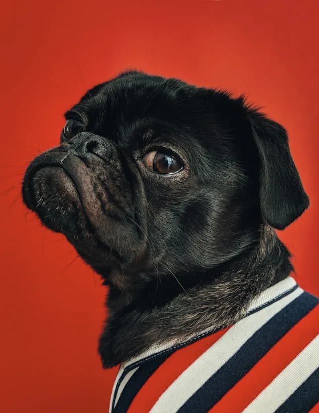 Coole Namen für Hunde - Entdecke einzigartige Bezeichnungen für deinen treuen Begleiter!