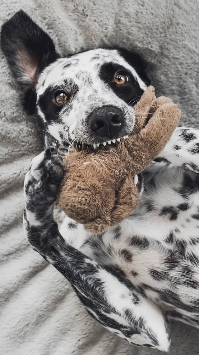 Die lustigsten Namen für Hunde - Entdecke originelle Bezeichnungen für deinen Vierbeiner!