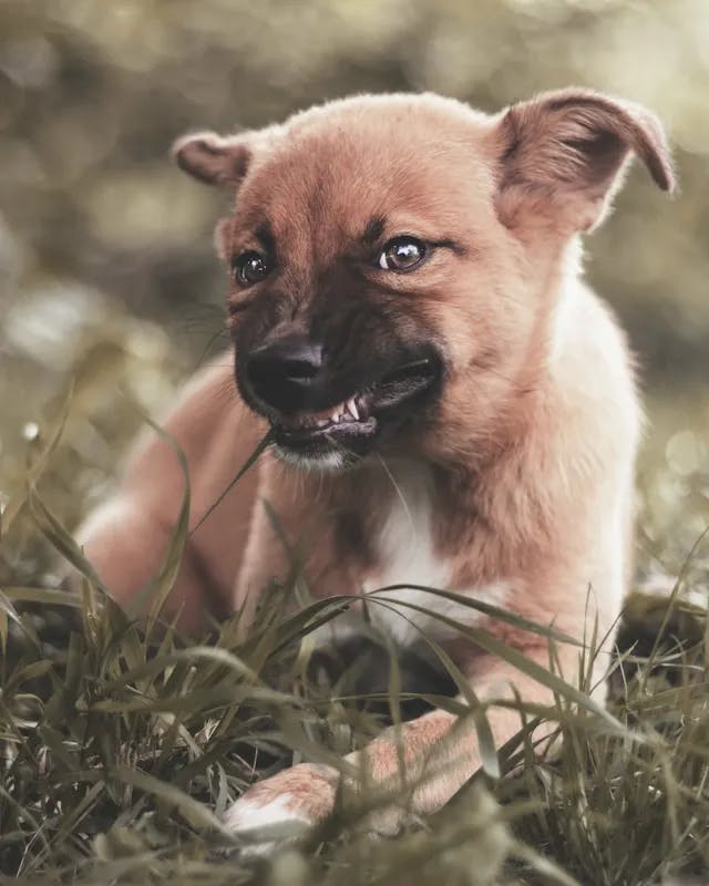 Passende Hundenamen für einen Deutschen Schäferhund - Finde den perfekten Namen für deinen loyalen Begleiter!