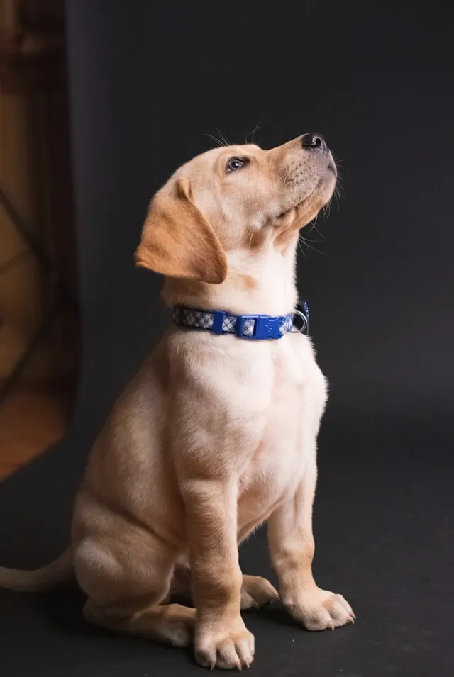 Hundenamen für einen Labrador Retriever - Finde den perfekten Namen für deinen verspielten Begleiter!